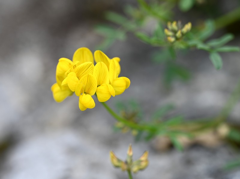 Hippocrepis tavera-mendozae photo 6