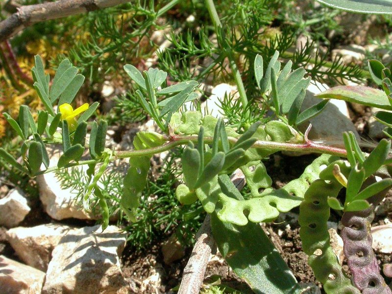 Hippocrepis unisiliquosa