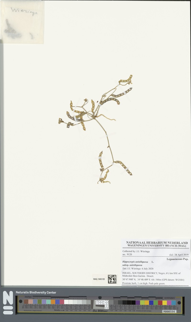 Hippocrepis unisiliquosa subsp. unisiliquosa
