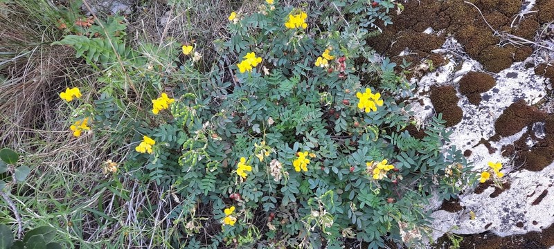 Hippocrepis valentina