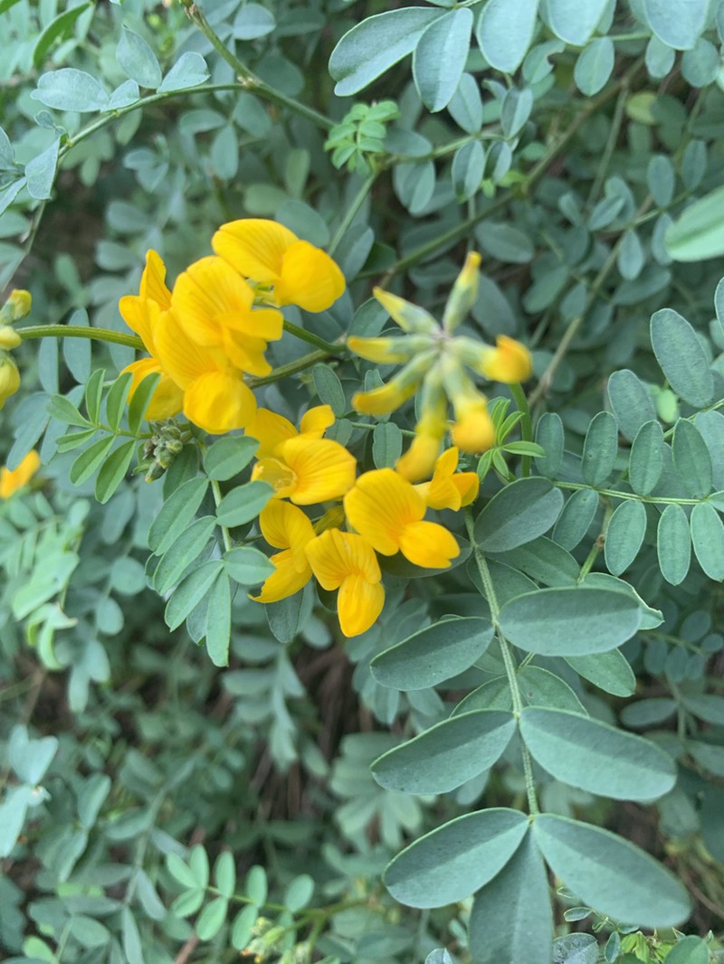 Hippocrepis valentina photo 2