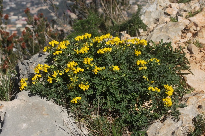 Hippocrepis valentina photo 3