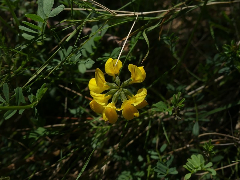 Hippocrepis valentina photo 4