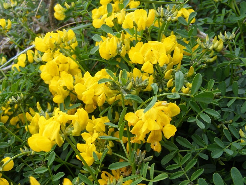 Hippocrepis valentina photo 5