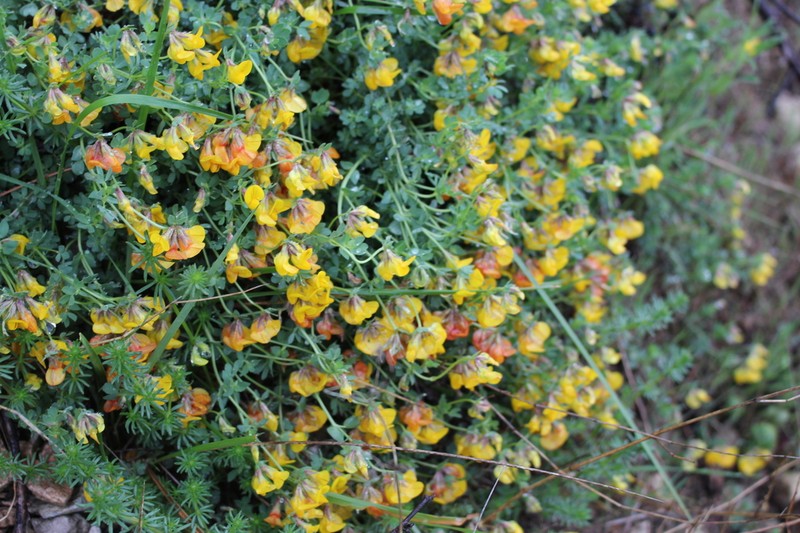 Hippocrepis valentina photo 6