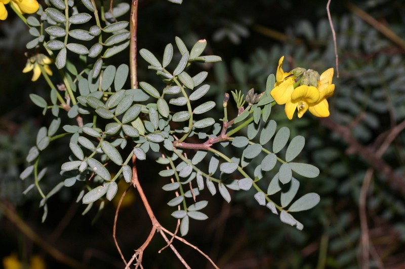 Hippocrepis valentina photo 7