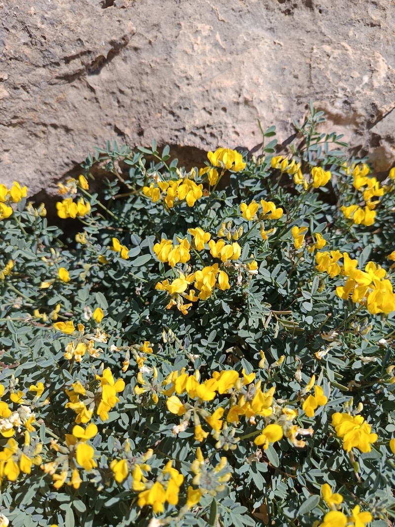 Hippocrepis valentina photo 8
