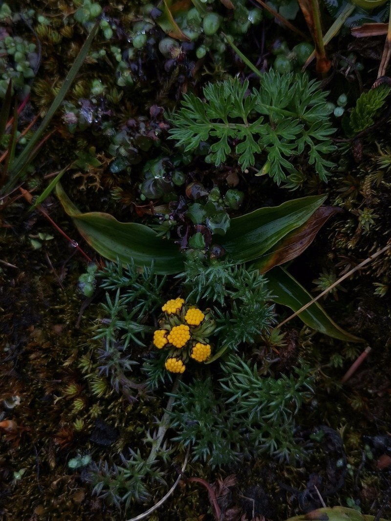 Hippolytia delavayi