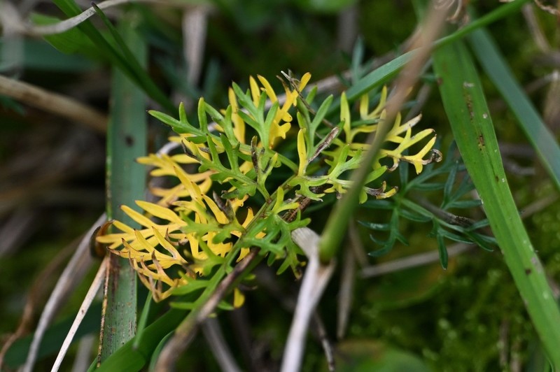 Hippolytia delavayi photo 2