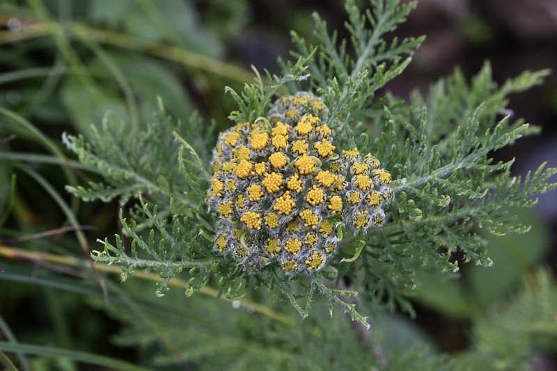 Hippolytia delavayi photo 3