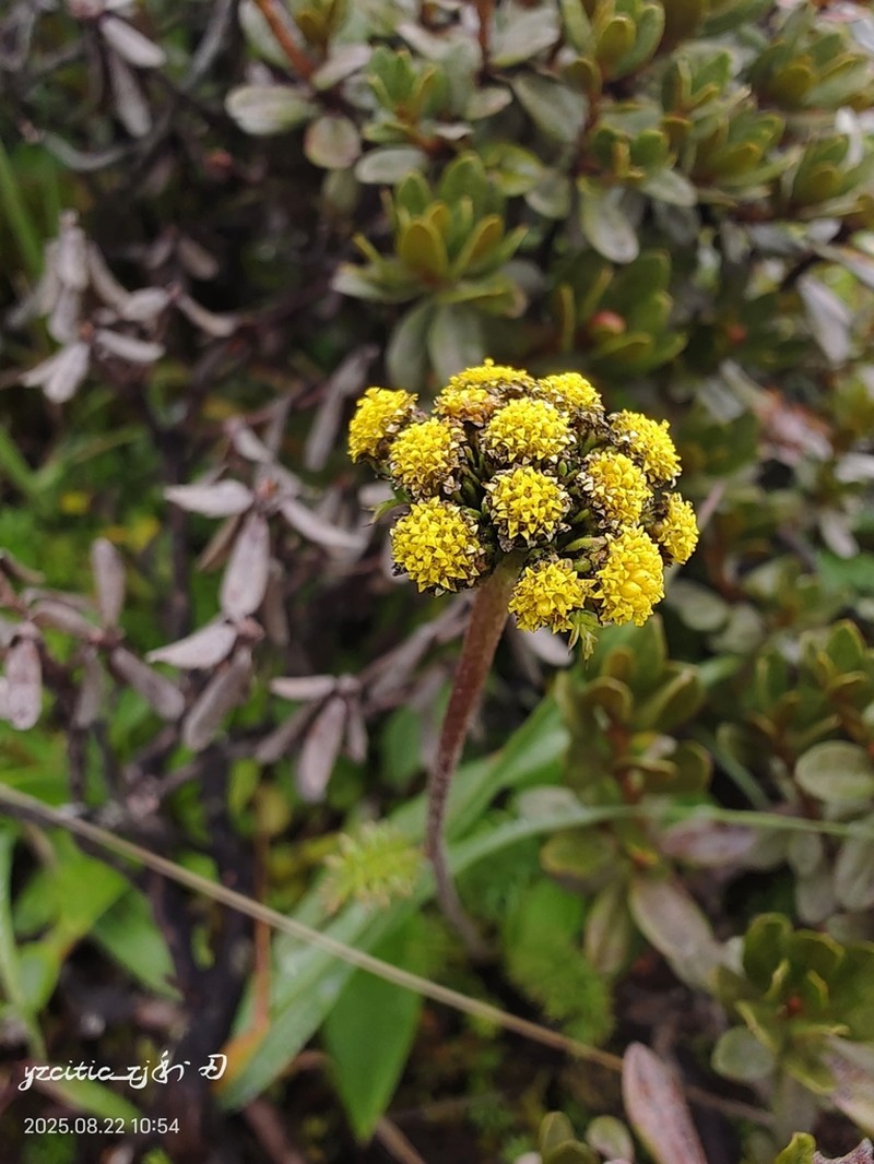 Hippolytia delavayi photo 4