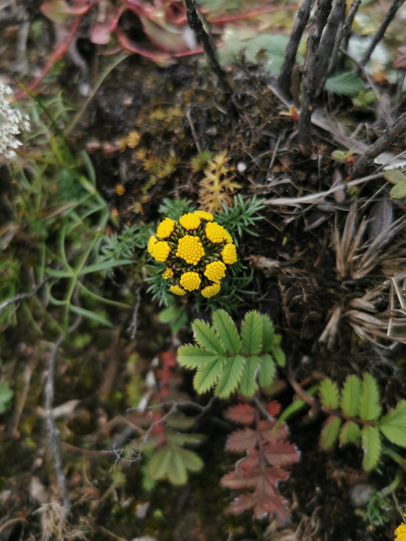 Hippolytia delavayi photo 6