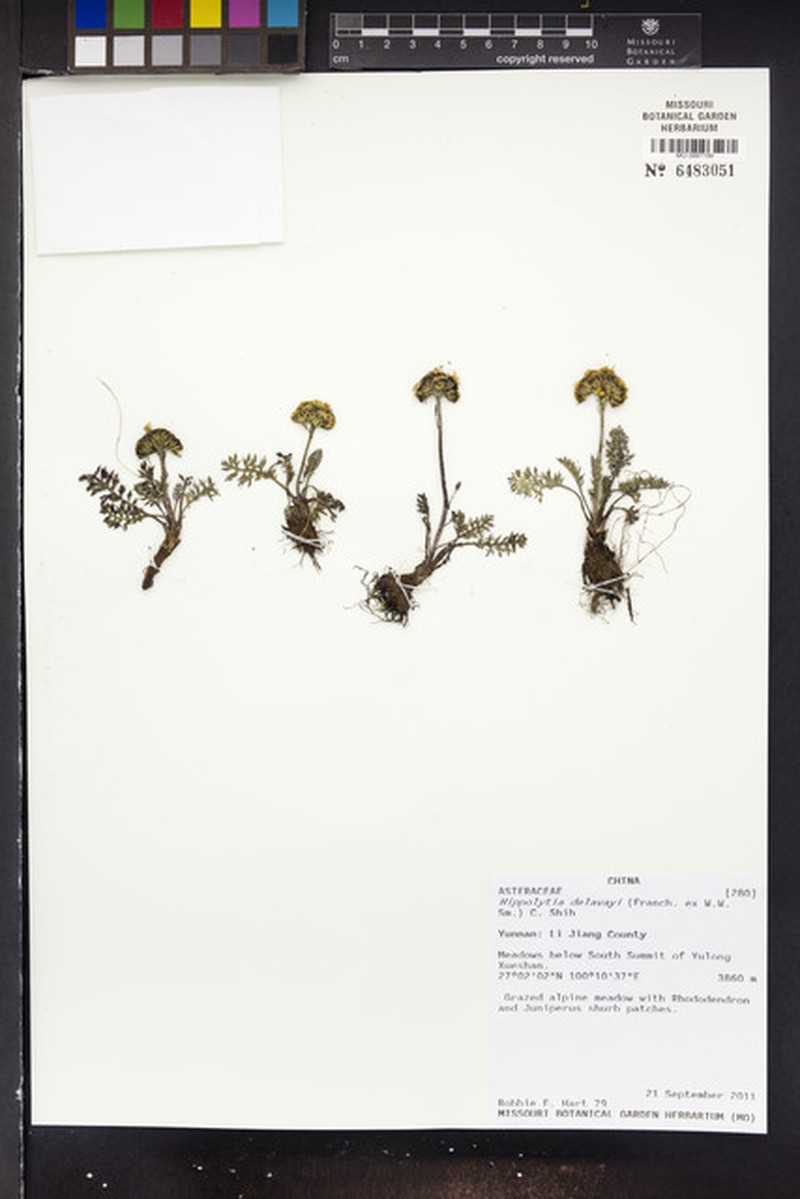 Hippolytia delavayi photo 8