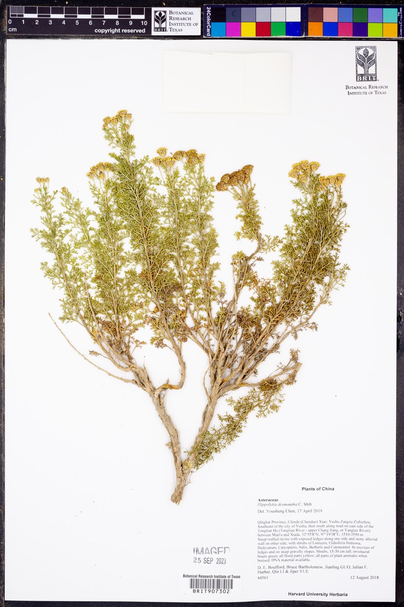 Hippolytia desmantha