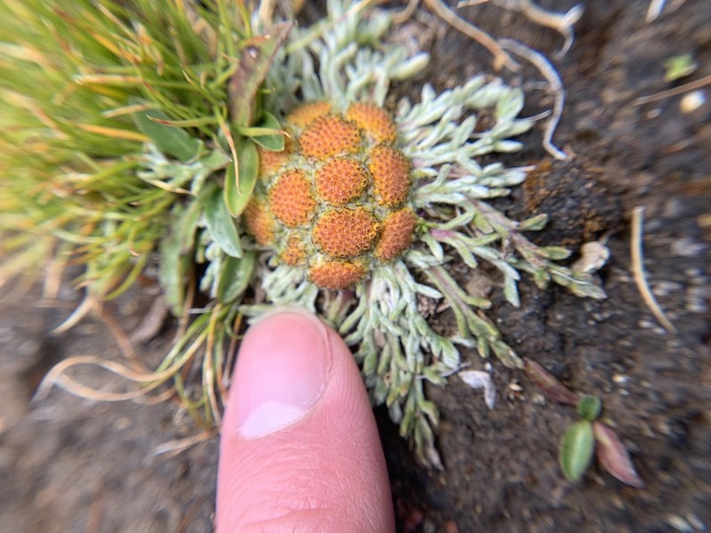 Hippolytia glomerata