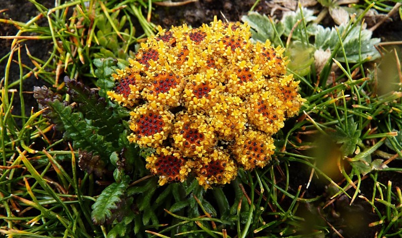 Hippolytia glomerata photo 4