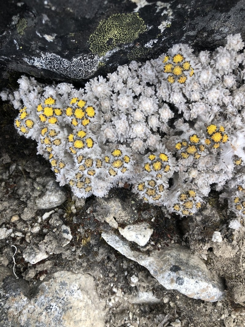 Hippolytia gossypina