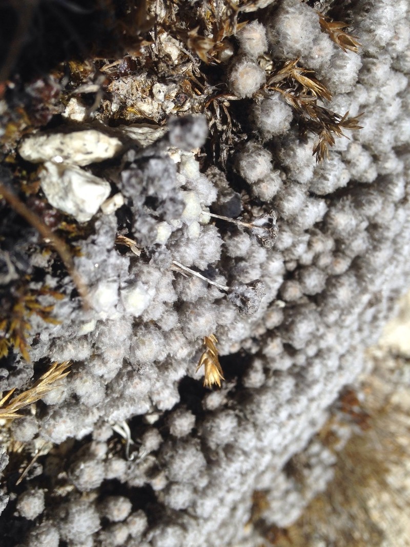 Hippolytia gossypina photo 2