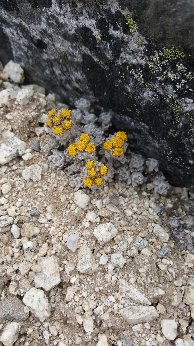 Hippolytia gossypina photo 3