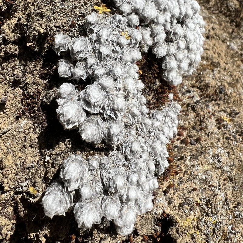 Hippolytia gossypina photo 4