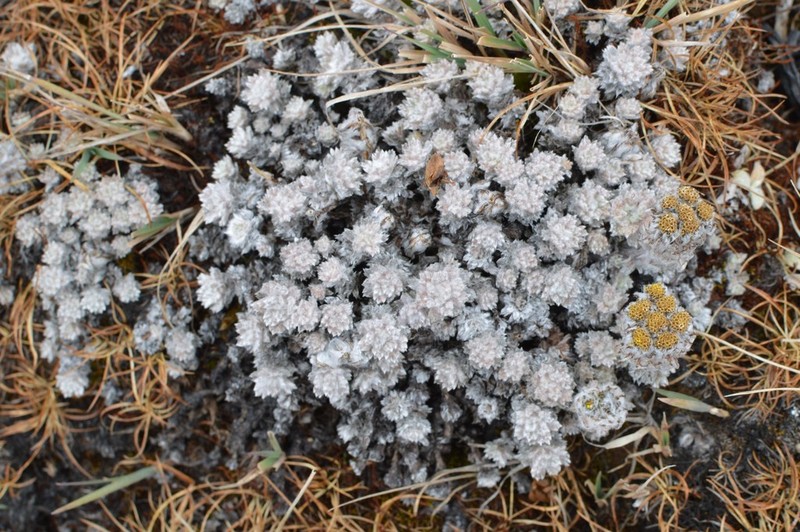 Hippolytia gossypina photo 6