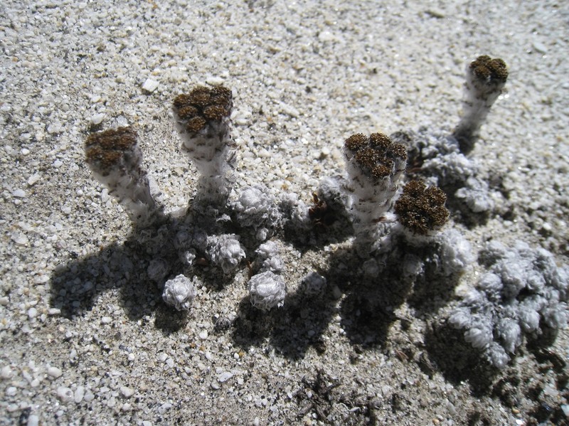 Hippolytia gossypina photo 8