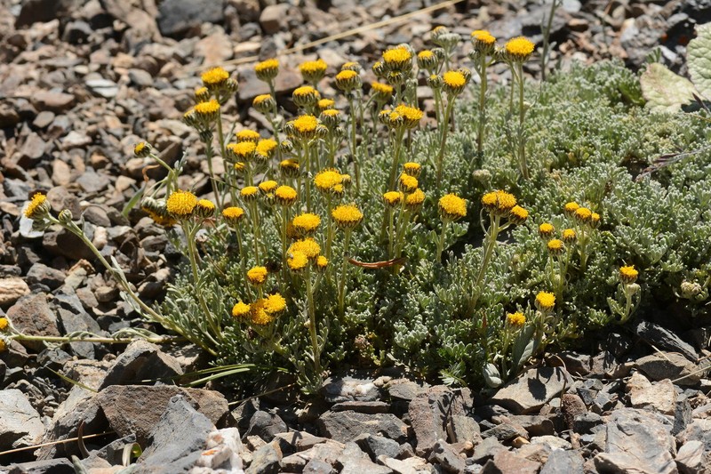 Hippolytia herderi photo 4
