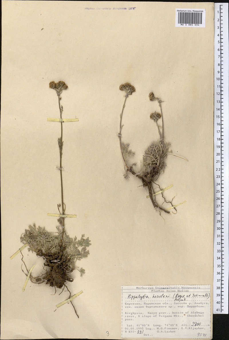 Hippolytia herderi photo 5