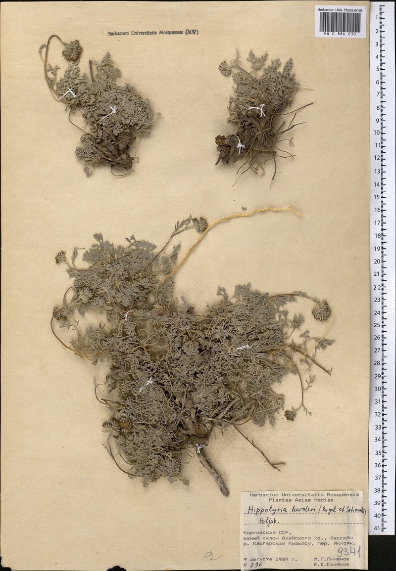 Hippolytia herderi photo 6