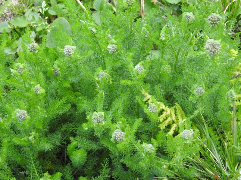 Hippolytia longifolia