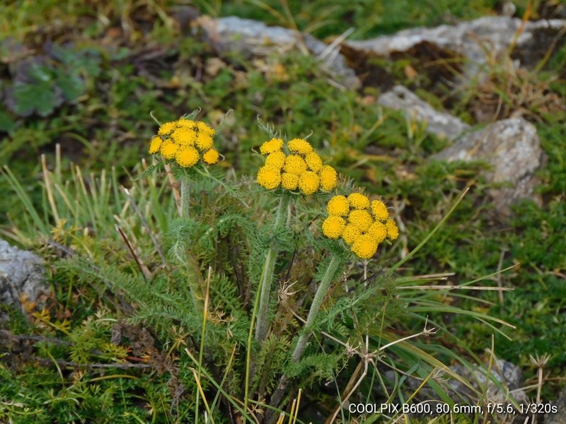 Hippolytia longifolia photo 2