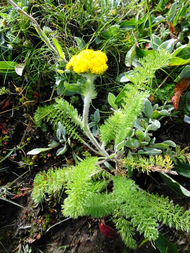 Hippolytia longifolia photo 3