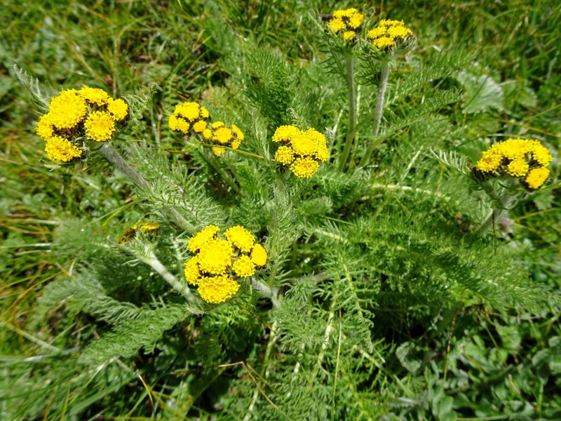 Hippolytia longifolia photo 4