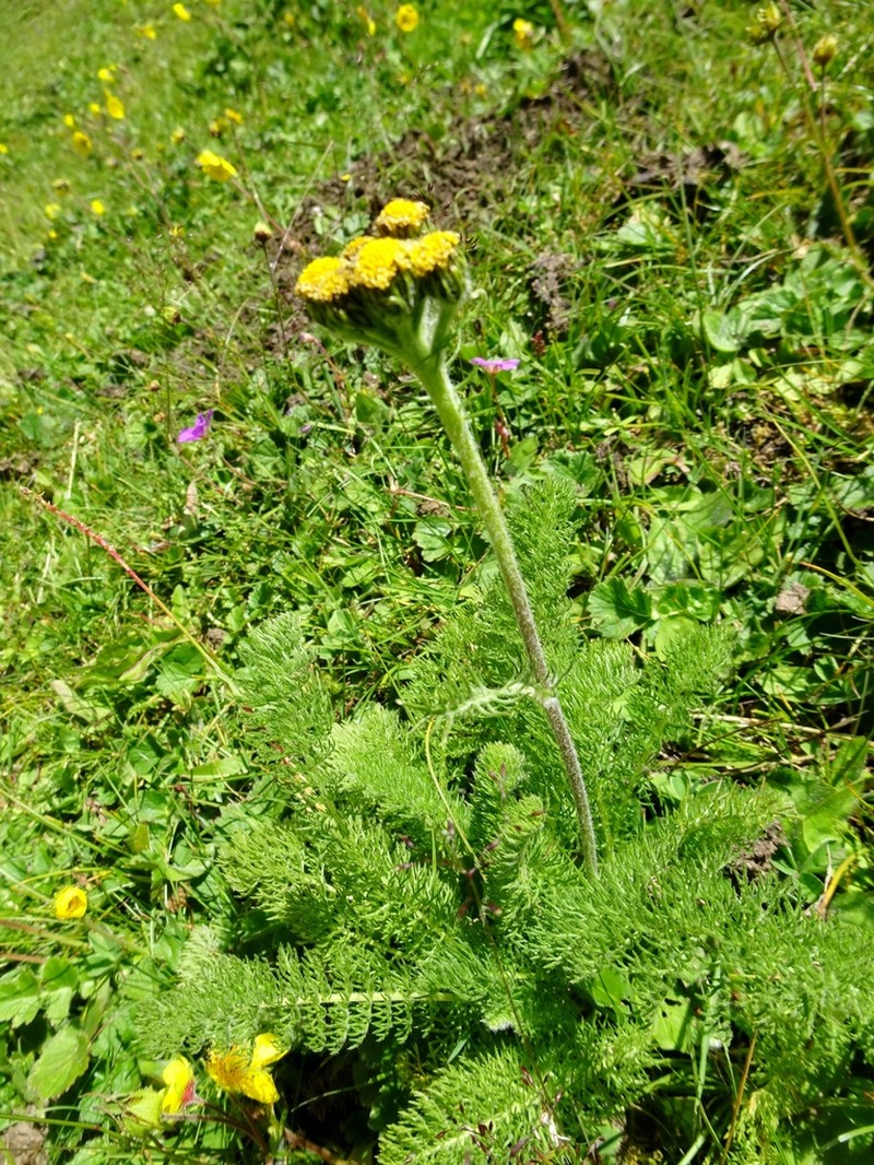 Hippolytia longifolia photo 6