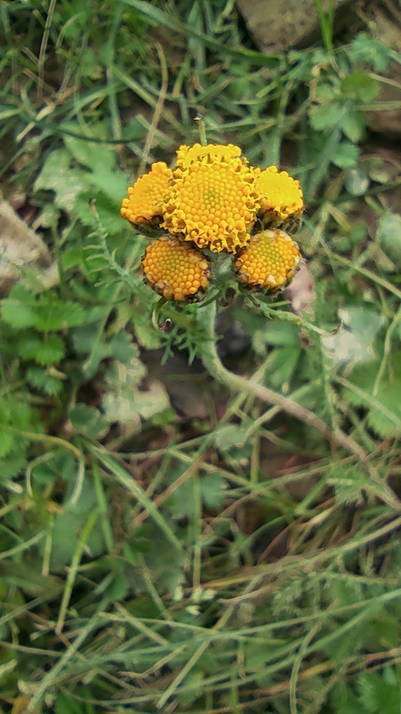 Hippolytia longifolia photo 8