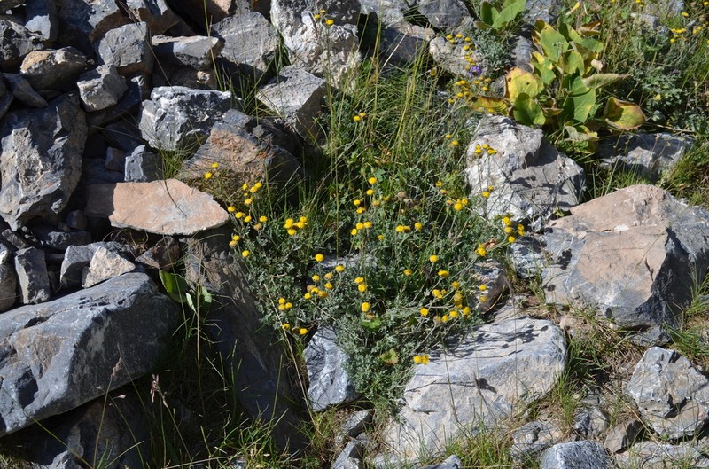 Hippolytia megacephala