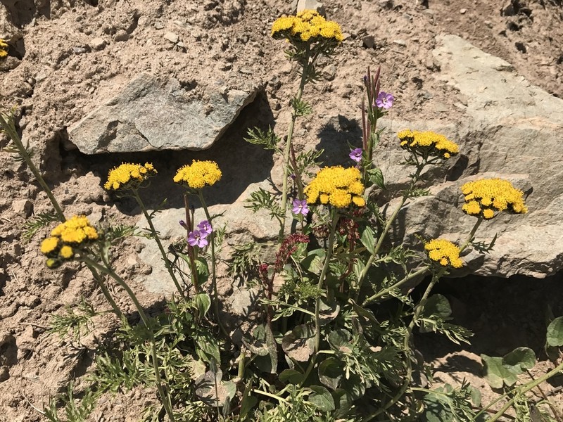 Hippolytia megacephala photo 2