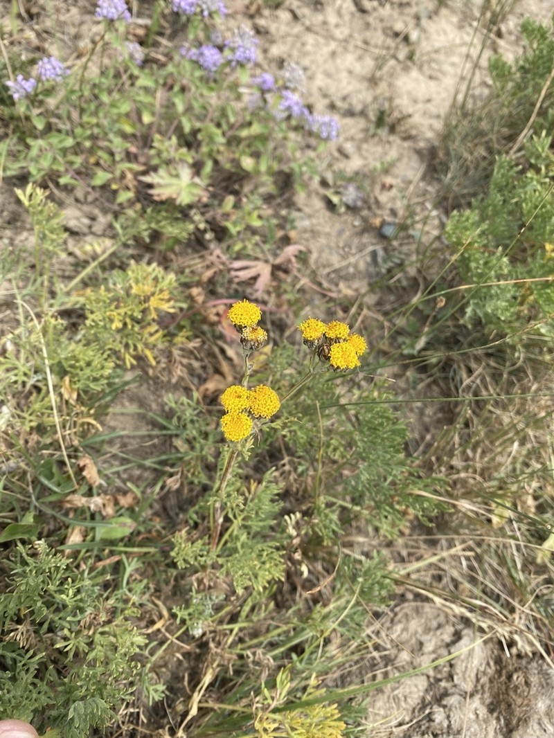 Hippolytia megacephala photo 3
