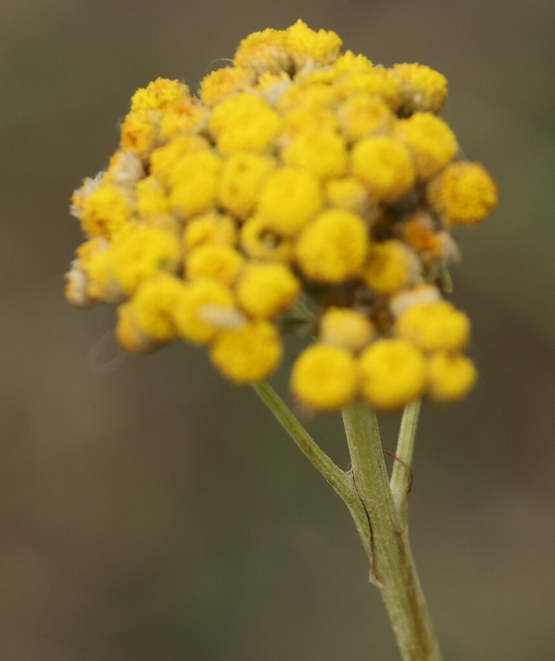 Hippolytia megacephala photo 4