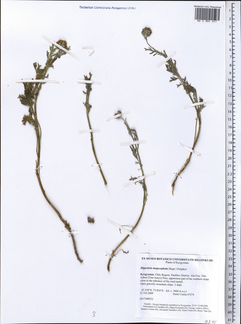 Hippolytia megacephala photo 6