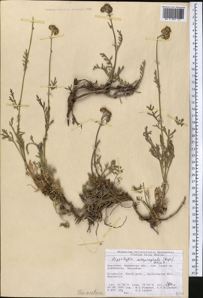 Hippolytia megacephala photo 7