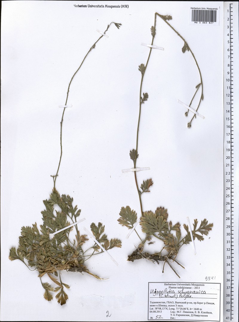 Hippolytia schugnanica