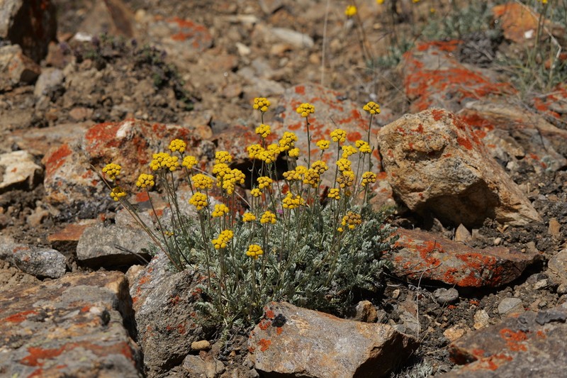 Hippolytia senecionis photo 2