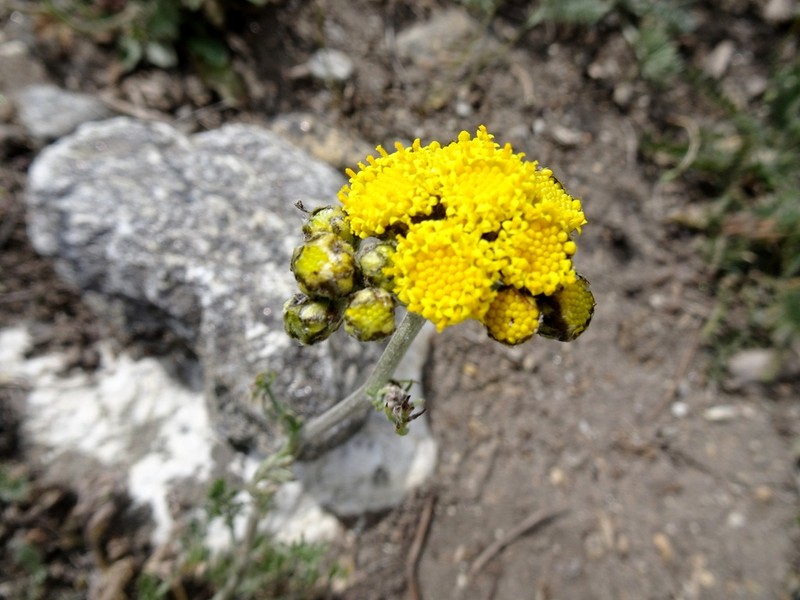 Hippolytia senecionis photo 3