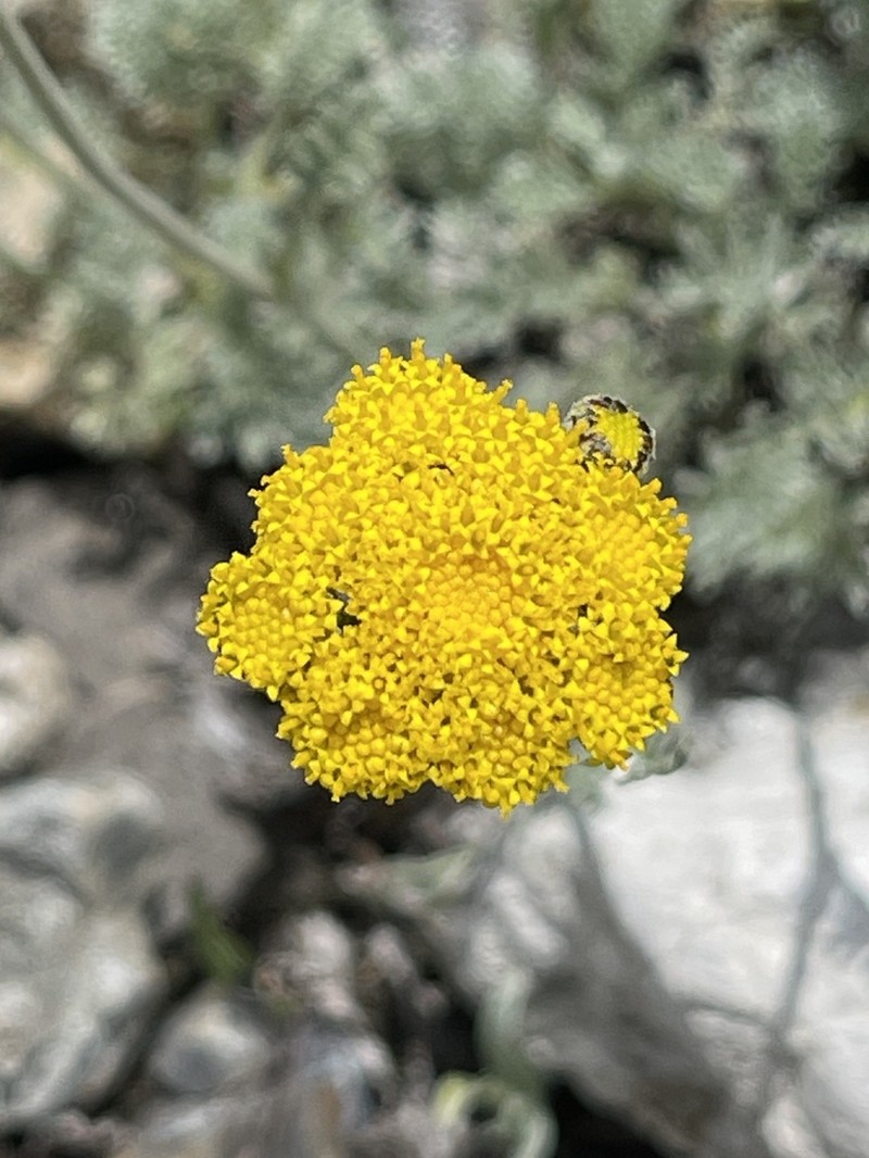 Hippolytia senecionis photo 4