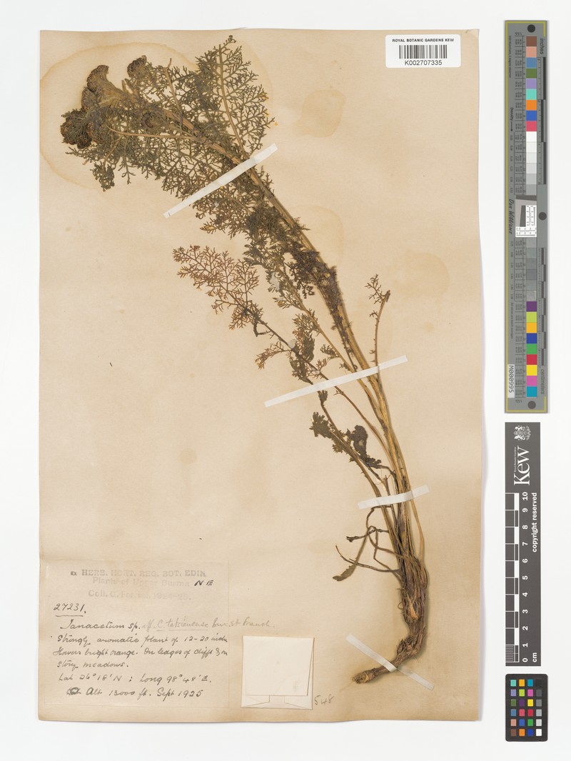 Hippolytia yunnanensis