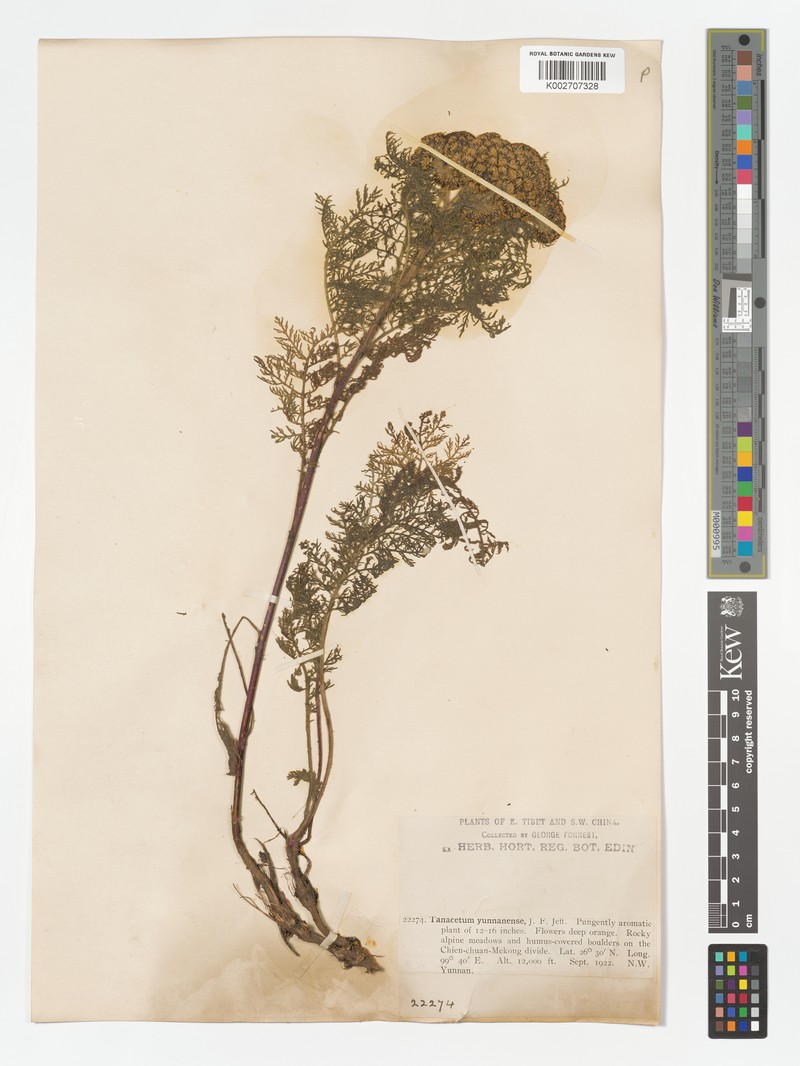 Hippolytia yunnanensis photo 2