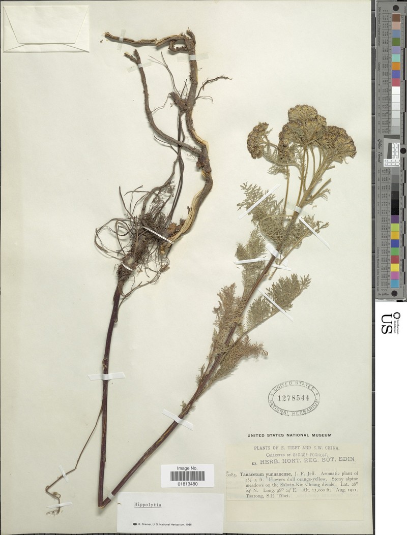 Hippolytia yunnanensis photo 3