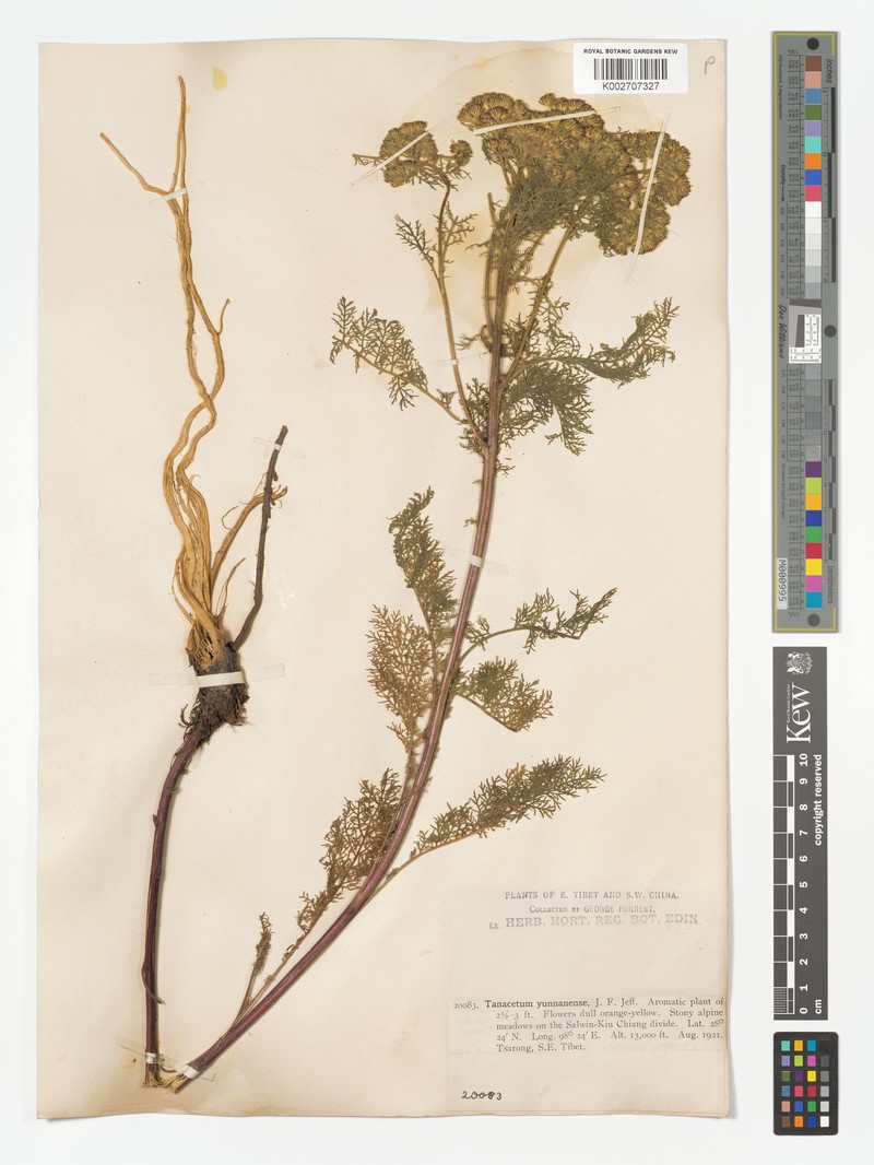 Hippolytia yunnanensis photo 4