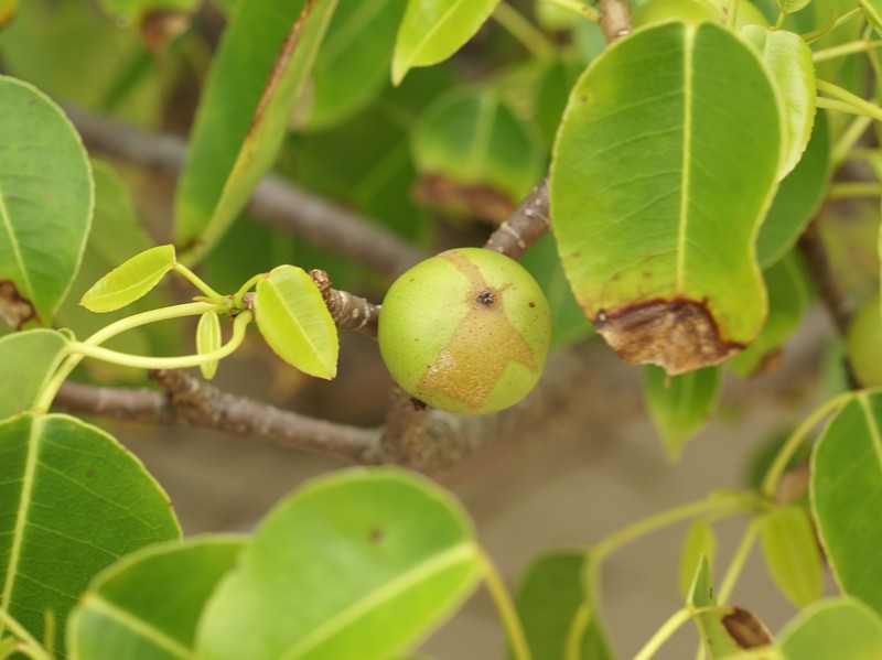 Manchineel